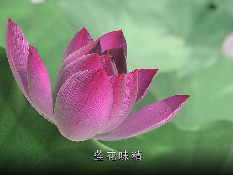金年会在线登陆.mp4